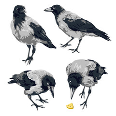 Crows on white background. Ravens collection. Isolated vector illustration.