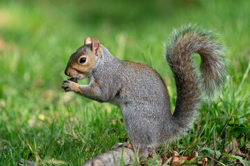 Naklejka na ściany i meble Grey Squirrel eating acorn