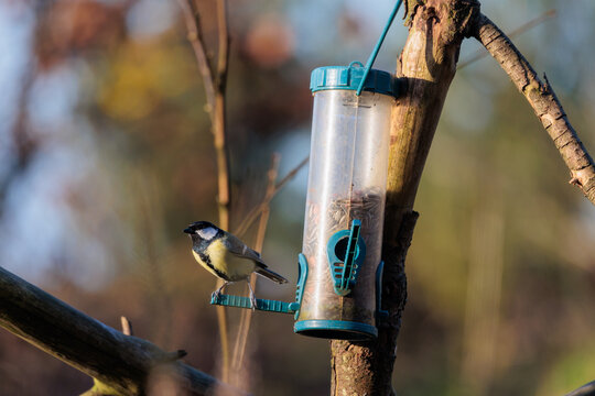 Bird feeder hanging in a tree with great tit on a tree branch