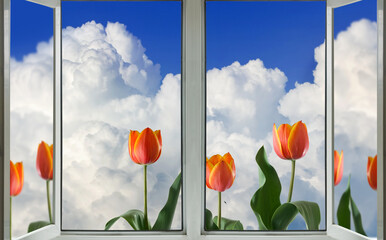 beautiful red tulips behind an open window against a sky with clouds