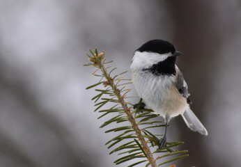 Obraz premium A chickadee in winter, Sainte-Apolline, Québec, Canada