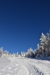 A frosty forest under a blue sky, Sainte-Apolline, Québec, Canada
