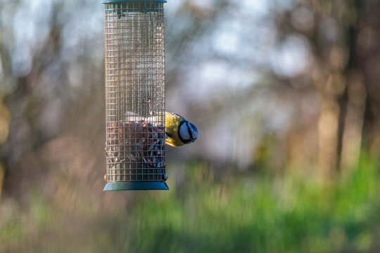 Bird feeder in the garden with a foraging blue tit