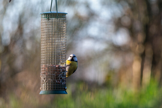 Blue tit foraging at bird feeder in garden and looking at camera