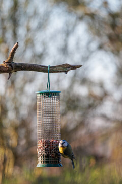 Tree branch with hanging bird feeder and blue tit looking at camera