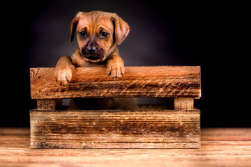 Cute little dog in a wooden crate - 579723943