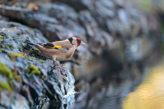 European goldfinch drinking water at forest pool