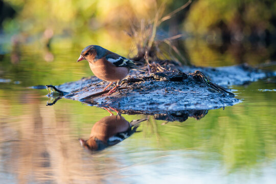 Golden hours colors with a reflection of common chaffinch in a small pool