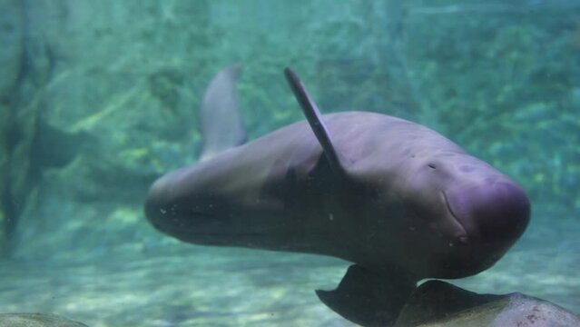 Finless porpoise underwater greeting and beckoning cute action swimming