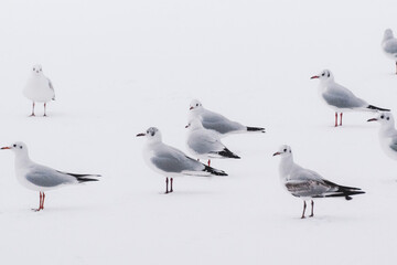 seagulls on the beach