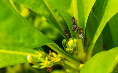Naklejka premium Small colorful cicadas on green leaves of a plant Mexico.