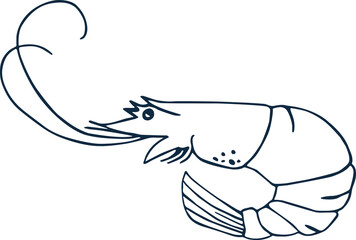 Outline illustration of a shrimp