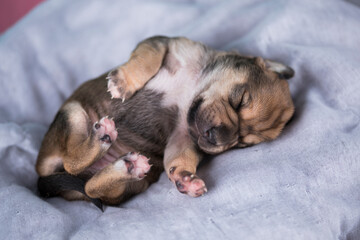 The dogs sleep, animals concept