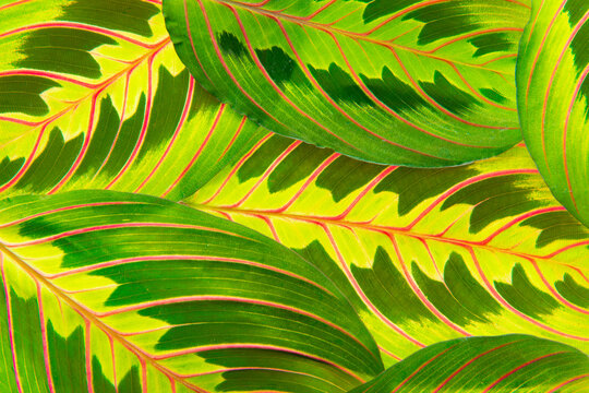 the detail of tropic plant leaves - maranta fascinator plant