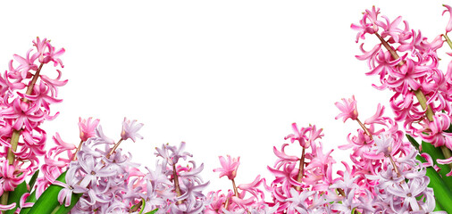 Fototapeta na wymiar pink hyacinth on a transparent background, png