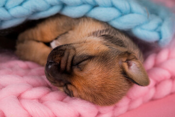 Sleeping dog in a on a blanket