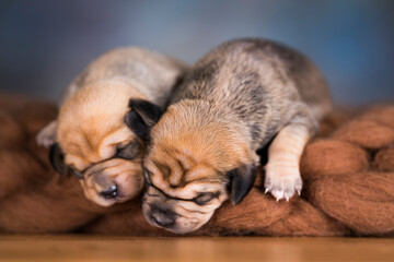 Little cute puppies are sleeping on a blanket