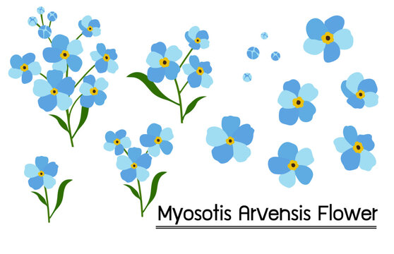 Myosotis arvensis flowers on white background.Eps 10 vector
