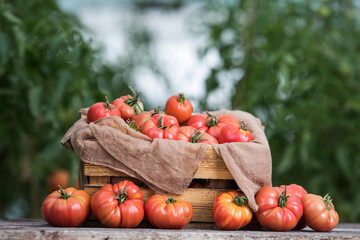 Vegetables, tomatoes on wooden desk