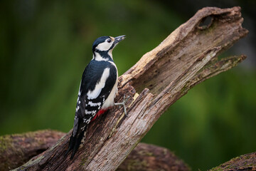 Female great-spotted woodpecker