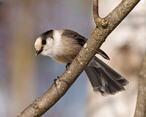 Gray Jay Photo and Image.