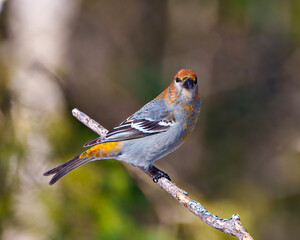 Pine Grosbeak Photo and Image. Grosbeak female perched on a branch with a blur forest background in its environment and habitat surrounding and displaying rust colour feather plumage. Grosbeak.