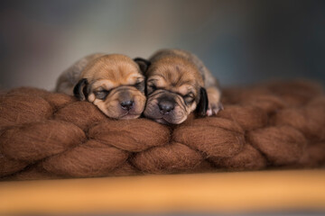 A beautiful little dog sleeps on a blanket