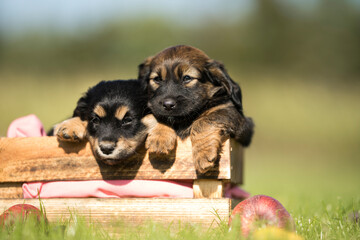 Cute little two dogs in a wooden crate on the grass
