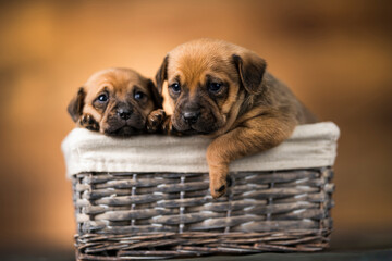 Dogs in a wicker basket