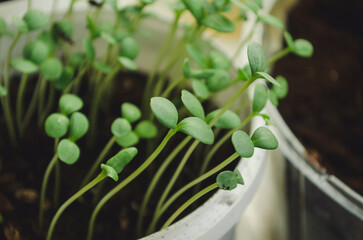 Young mix plant seedlings growing in a propagation tray near window. Spring gardening