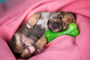 A little dog sleeps with a rubber bone on a pink blanket