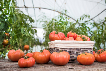 Vegetables, Tomatoes,  on desk in garden
