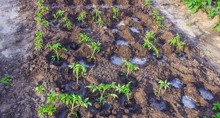 beds in the garden.Selective focus