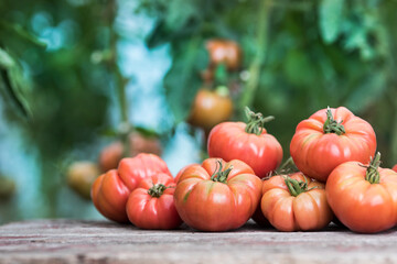 Red Tomatoes in a Greenhouse, organic food