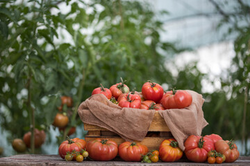 Red Tomatoes in a Greenhouse, organic food - 579732314