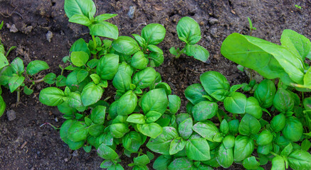 beds in the garden.Selective focus