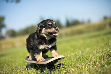 The dog is riding a skateboard on the grass - 579732762