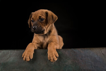 Dog on a black background