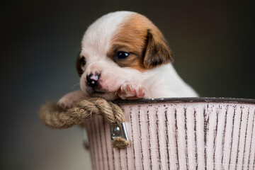 Dog in a metal bucket