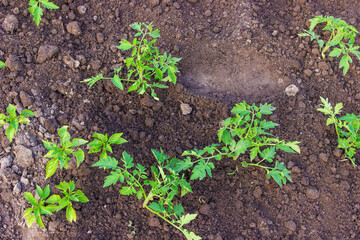 beds in the garden.Selective focus