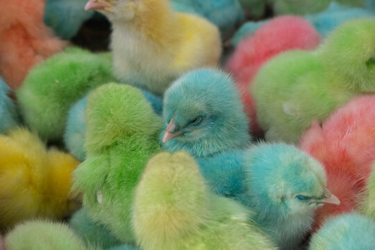 selective focus on cute colorful chicks, painted chicks and then sold. motion blur effect, soft focus