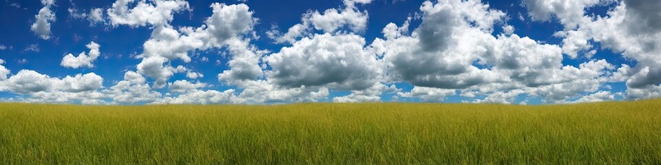 Obraz premium Green grassy field and blue skies with puffy white clouds. Panoramic landscape