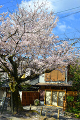 Cherry blossom (sakura) in Kyoto, Japan