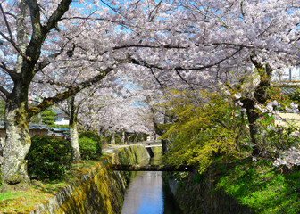 Fototapeta na wymiar Cherry blossom (sakura) in Kyoto, Japan