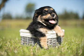 Puppies in a wicker basket