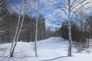 Forest and snow on a sunny spring day around the biathlon complex near Ryazan