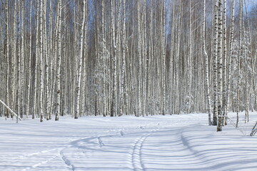 Forest and snow on a sunny spring day around the biathlon complex near Ryazan