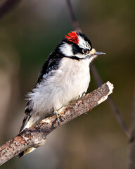 Woodpecker Photo and Image.  Male standing on a tree branch twig with a blur background in its environment and habitat surrounding.
