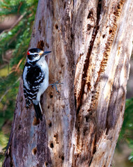 Woodpecker Photo and Image.  Male close-up rear view climbing a tree trunk with a coniferous forest background in its environment and habitat surrounding.