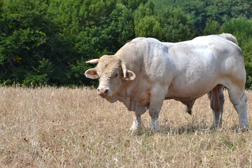 Charolais du Morvan, race bovine dans les prés